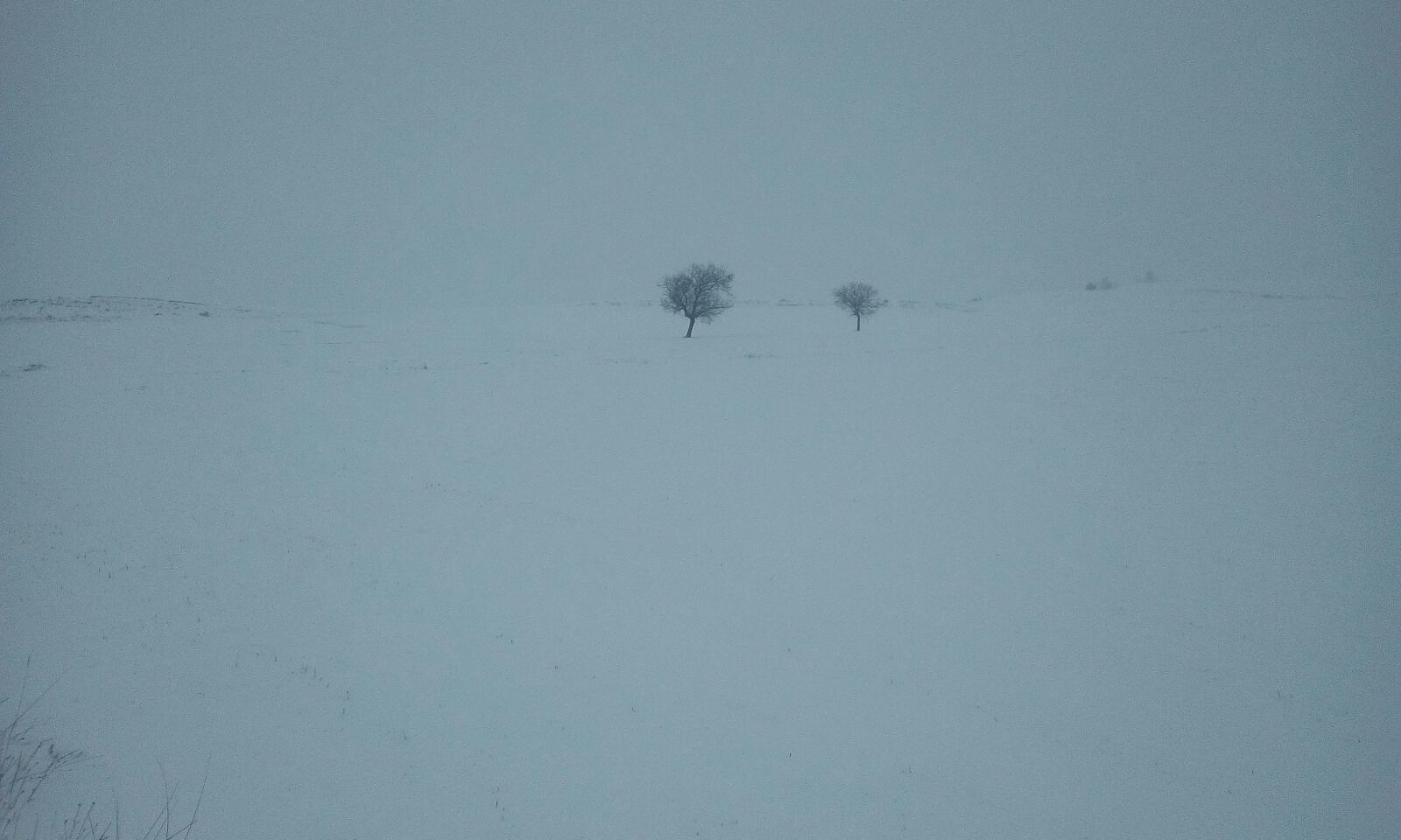 Nieve